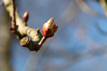 Bloom tree branch photo