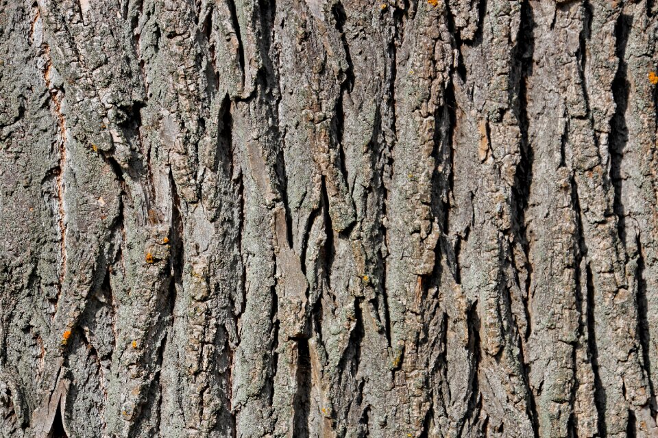 Wood structure nature