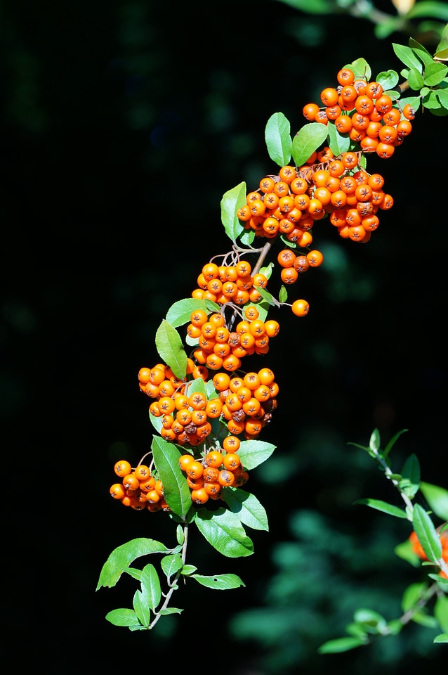 Green black fruits