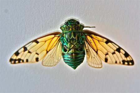 Insect bug ecology