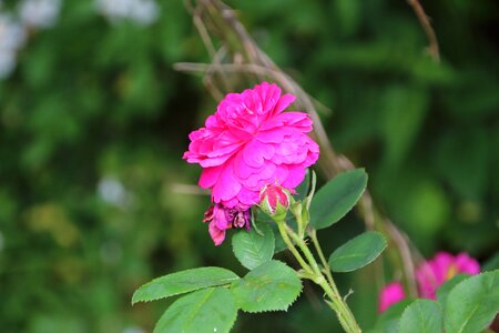 Nature petal flower photo