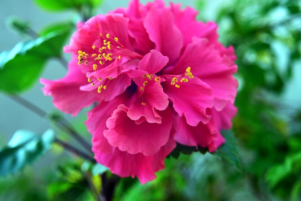 Red pink petals