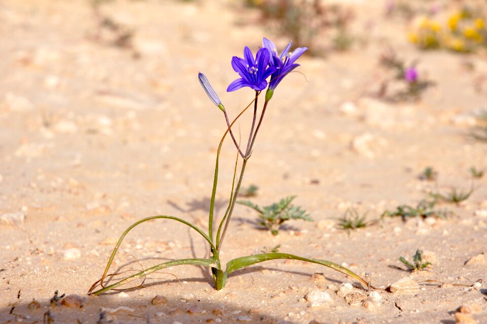Purple flower plant