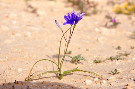 Purple flower plant