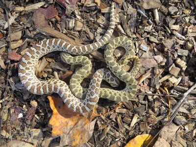 Reptile hognose camouflage