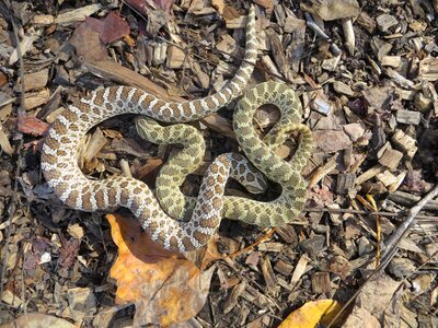 Reptile hognose camouflage photo