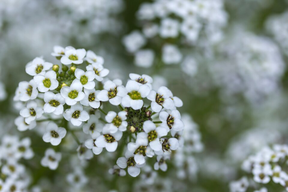 Close-up nature