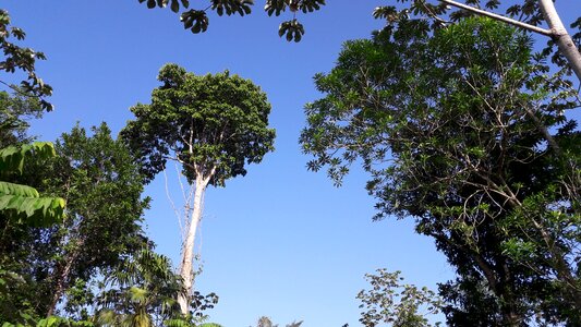 Jungle tree trunk photo