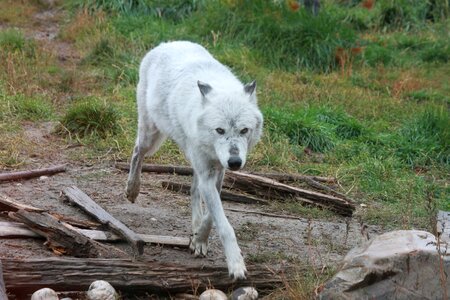 Wildlife carnivore dog photo