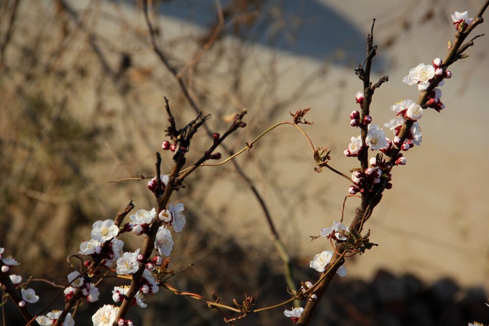 Apricot white apricot flowers early spring apricot flowers
