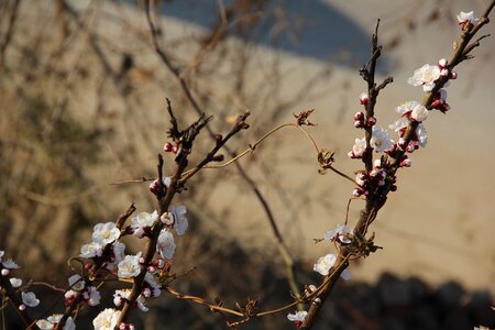 Apricot white apricot flowers early spring apricot flowers