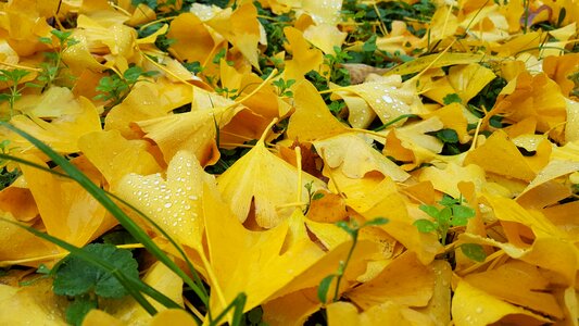 Autumn ginkgo nature