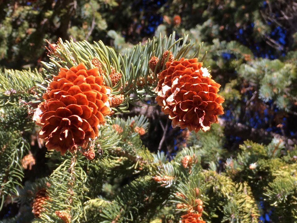 Winter decorative cone photo