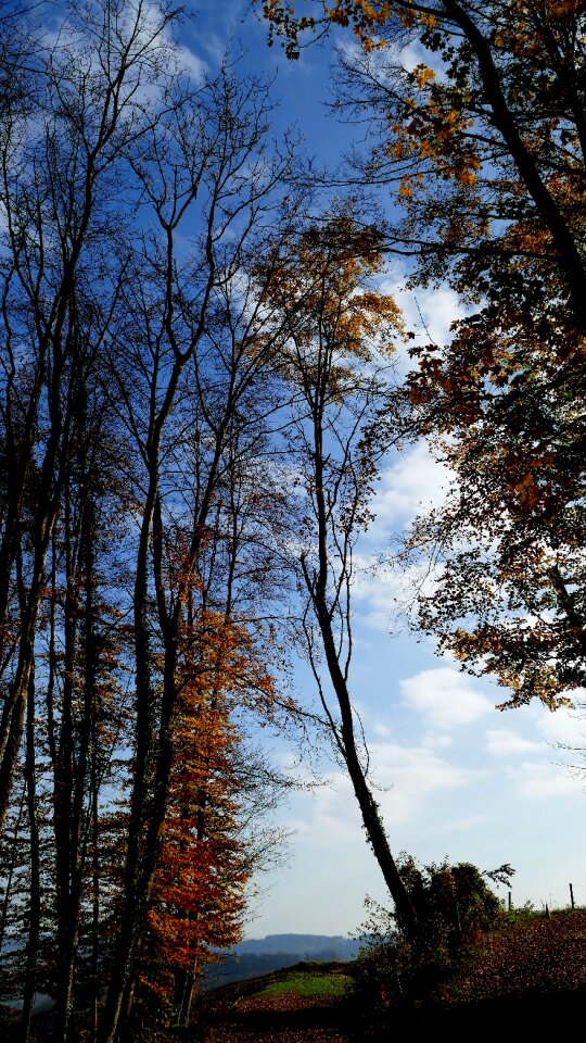 Trees sky sun