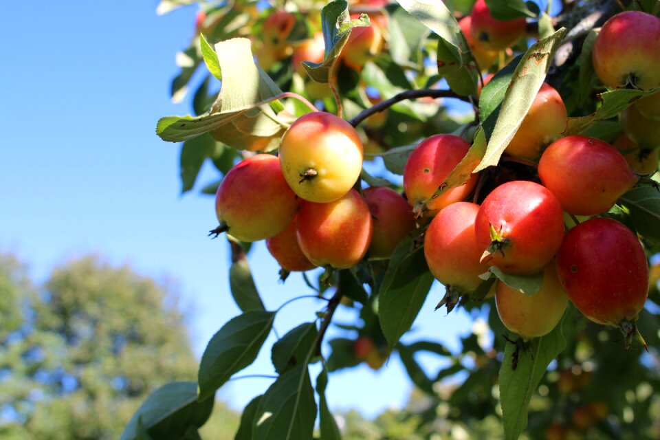 Paradisäpple apple summer