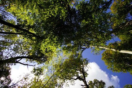 Forest log blue sky