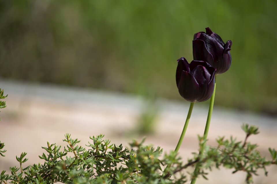 Spring schnittblume tulip flower photo