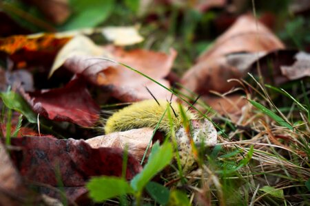 Caterpillars autumn nature