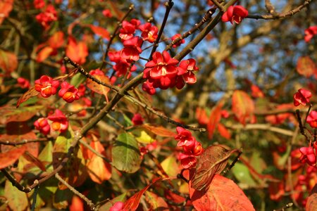 Red autumn leaf