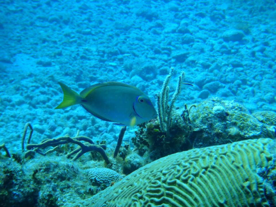 Seabed cuba fish