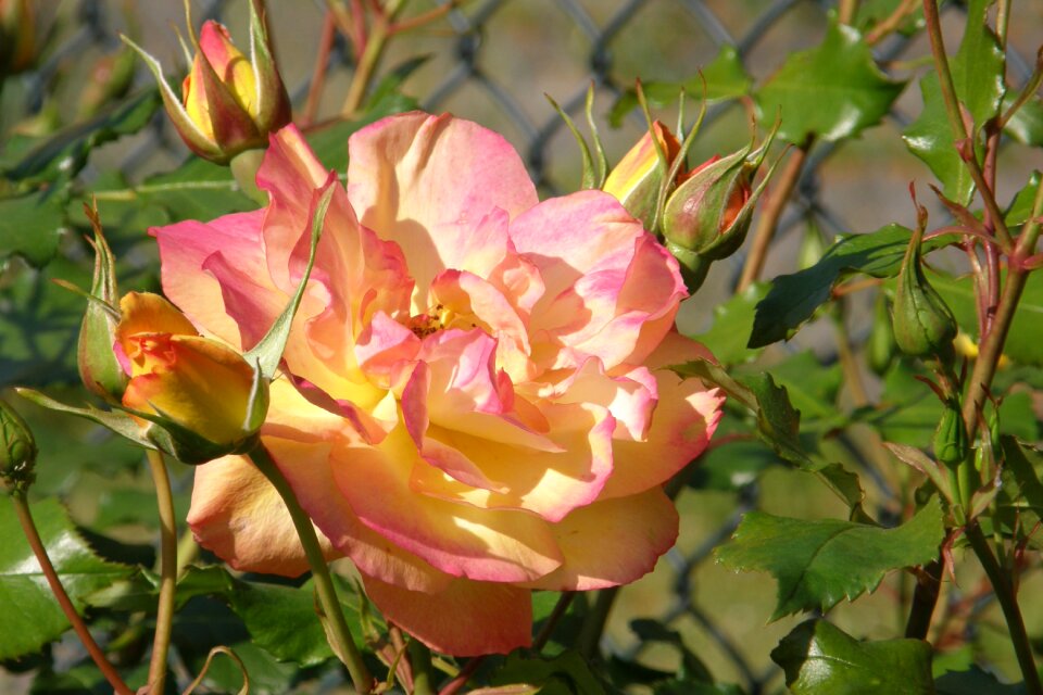 Shrub rose rose sahara yellow