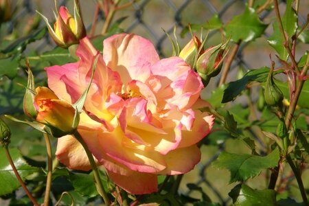 Shrub rose rose sahara yellow photo