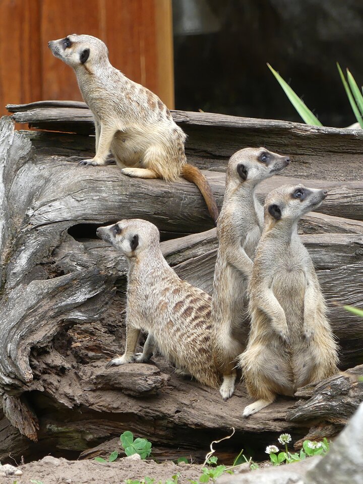 Mammal wild animal zoo