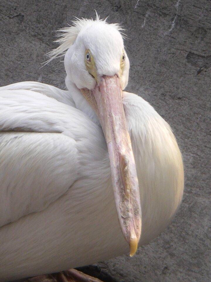 Bird pajarraco peak photo