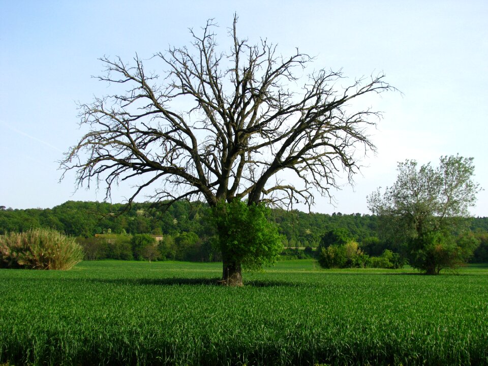 Landscape green plants