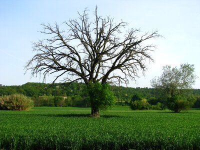 Landscape green plants