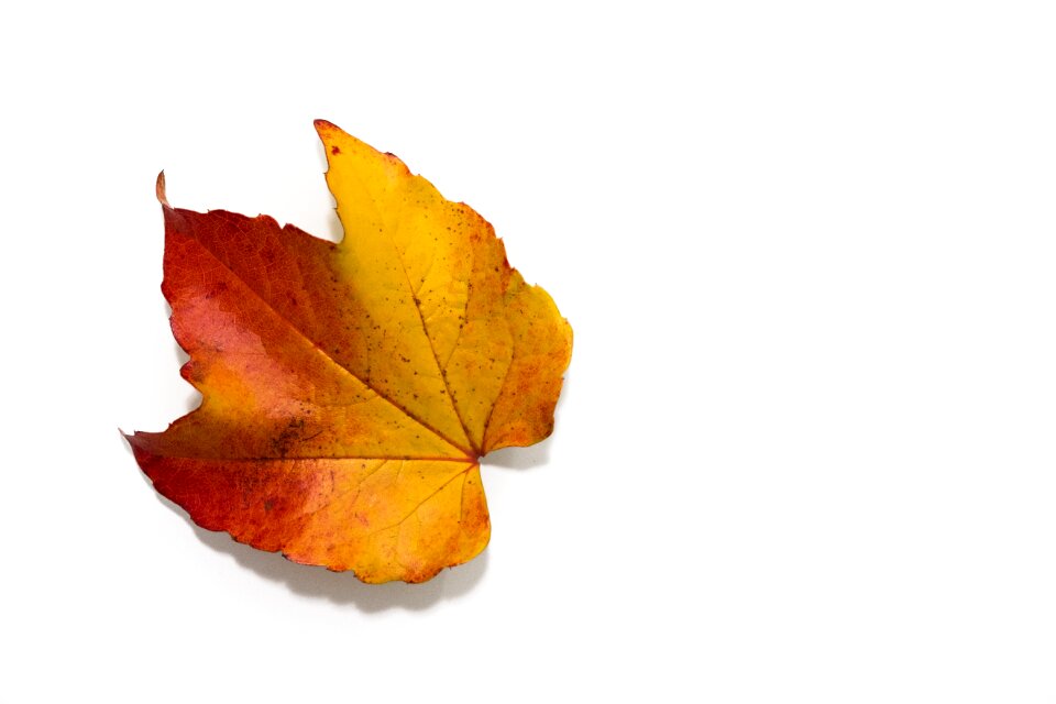 Fall leaves fall foliage fall color