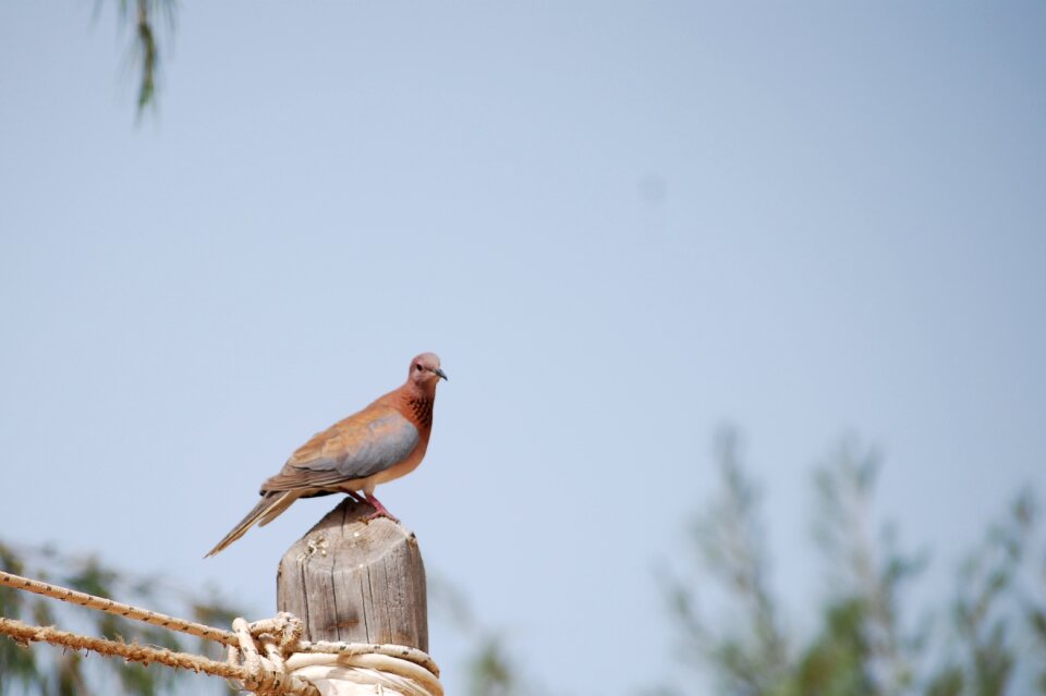 Bird senegal pigeon