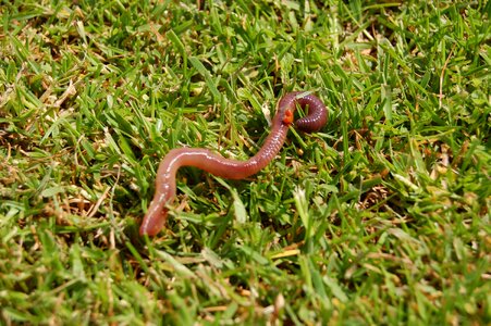 Earthworm wriggly