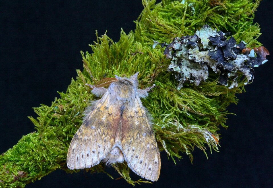 Insect wildlife summer