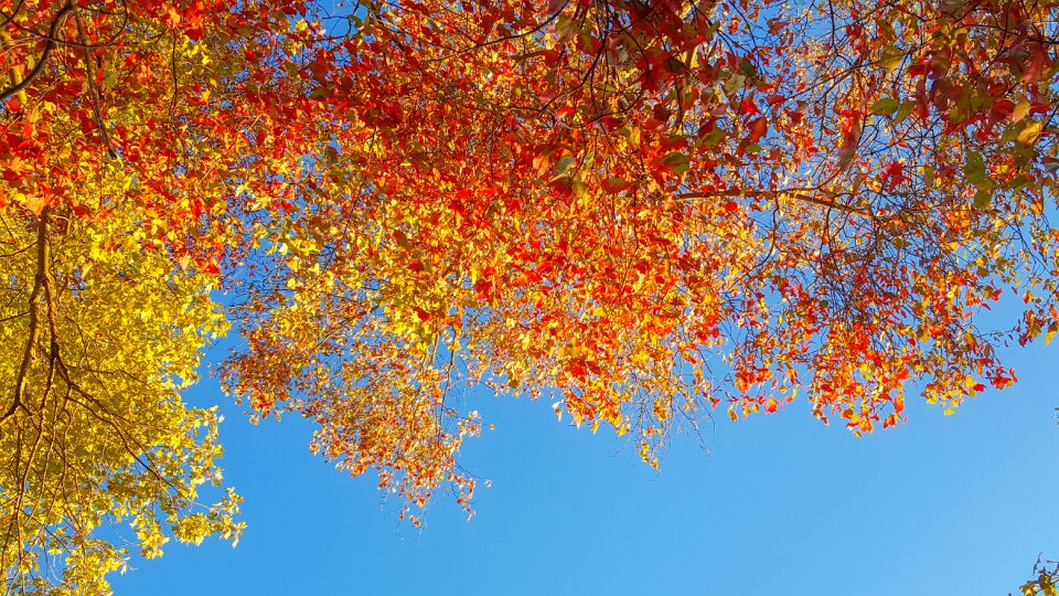 Autumn fall leaves season photo