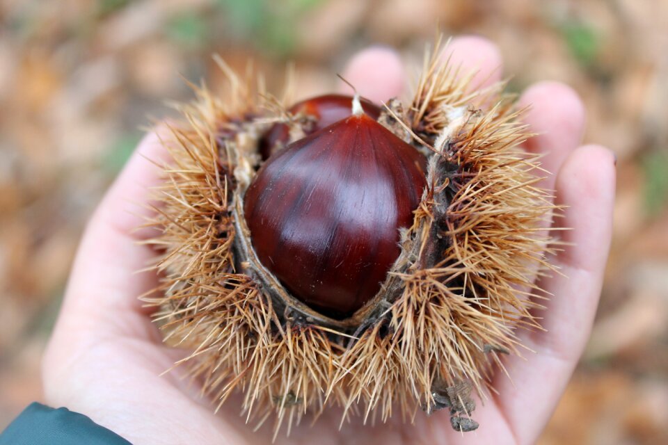 Chestnuts curly autumn