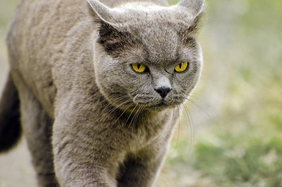 Brown carnivore domestic
