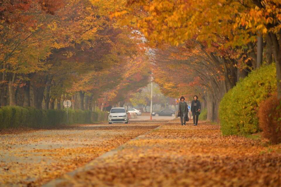 Nature landscape the leaves