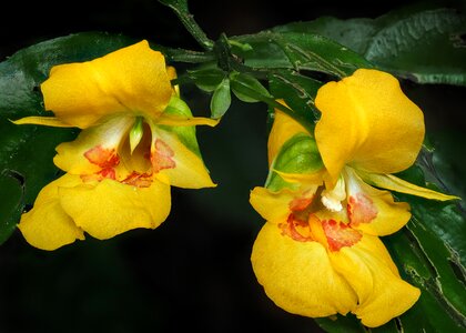 Natural yellow wildflowers photo