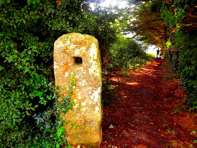Forest pierre megaliths
