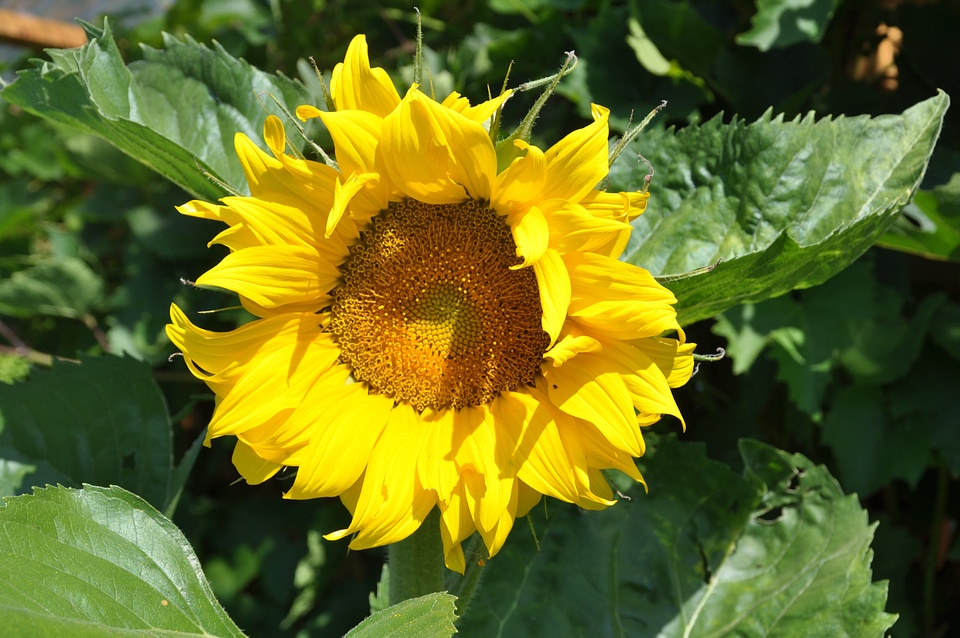 Garden nature summer