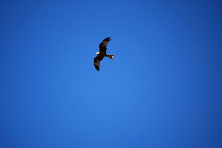 Bird sky flying