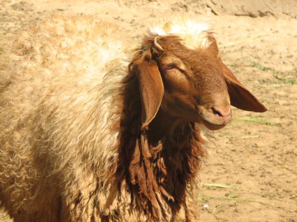 Awassi sheep sanliurfa individual