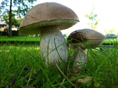 Hard populierenboleet mushroom Free photos