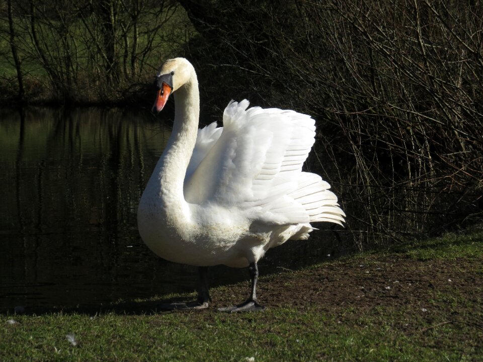 Bird white