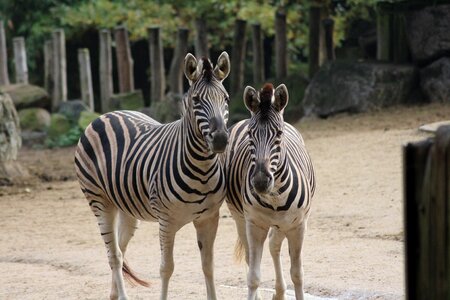 Ungulate zebra tiergarten photo