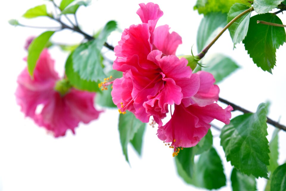 Style stigma leaves