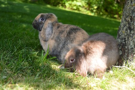 Dwarf rabbit rabbit domestic animal