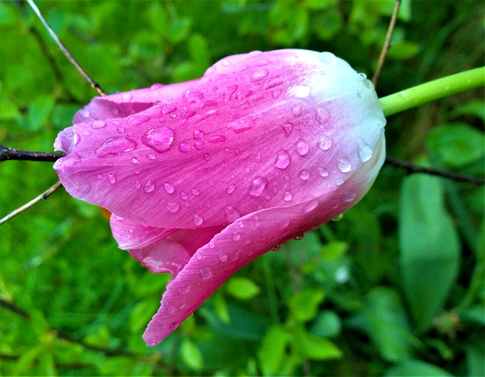 Garden pink tulips