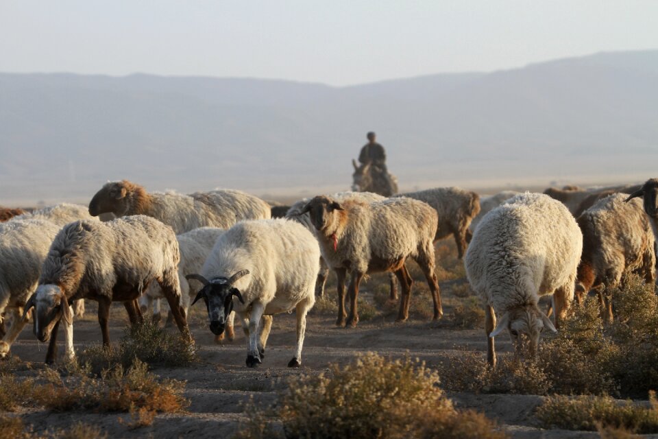 In xinjiang the flock transitions